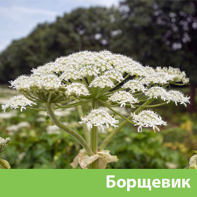 Уничтожение сорняка в Ульяновске