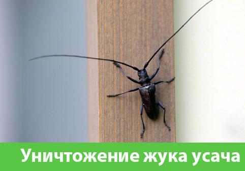Обработка от жука усача в городе Ульяновск