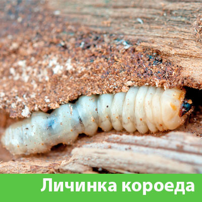 Уничтожение личинок короеда в Ульяновске