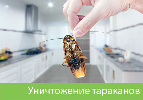 Уничтожение тараканов в городе Ульяновск