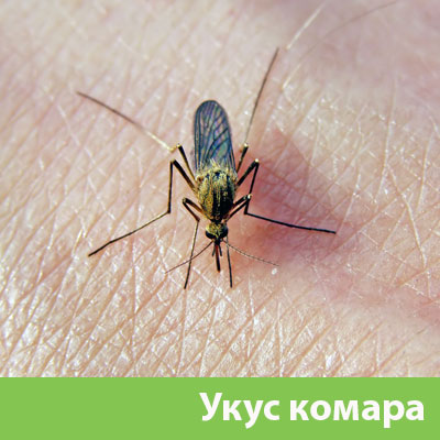 Укусы комаров в Ульяновске