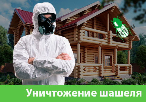 Уничтожение шашеля и личинок в Ульяновске