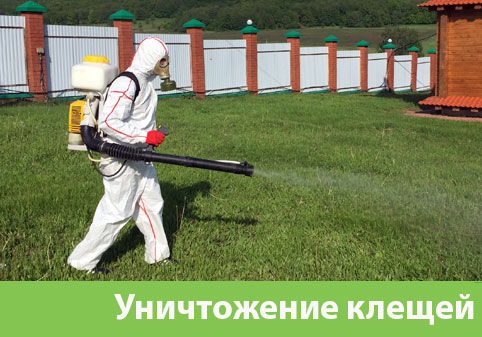 Уничтожение клещей в городе Ульяновск