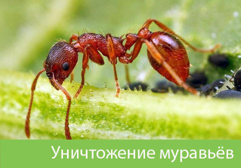 Уничтожение муравьёв в городе Ульяновск